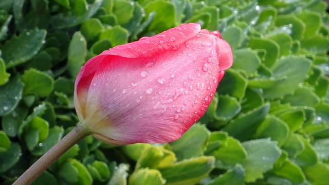 Tulpe