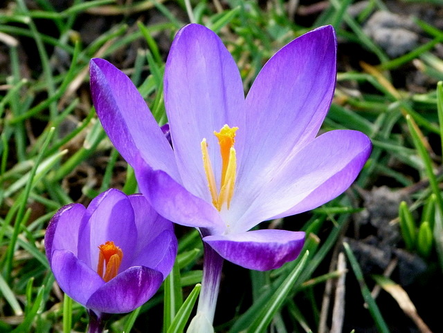 Krokusse