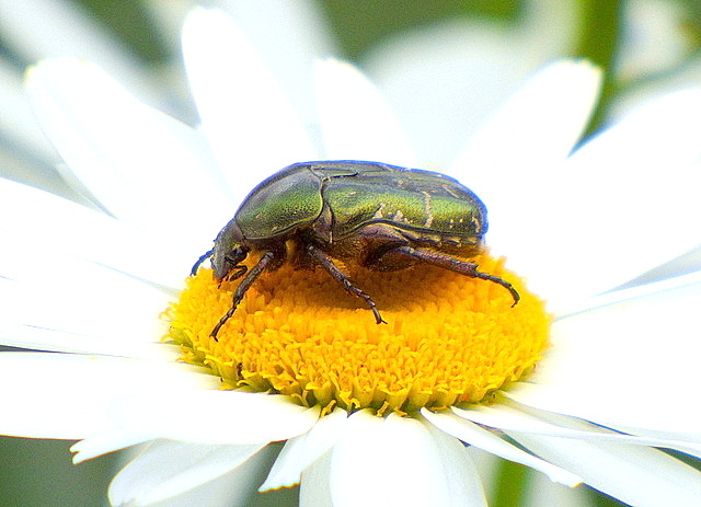 Rosenkäfer