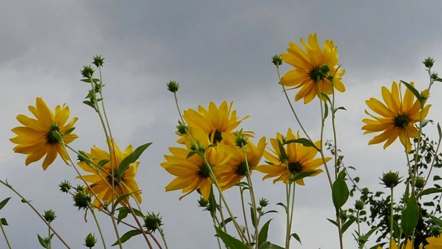 Helianthus tuberosus im Wind