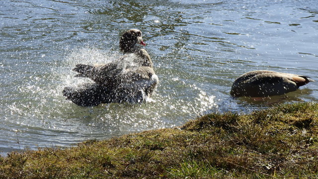 Nilgans badet