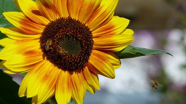Sonnenblume