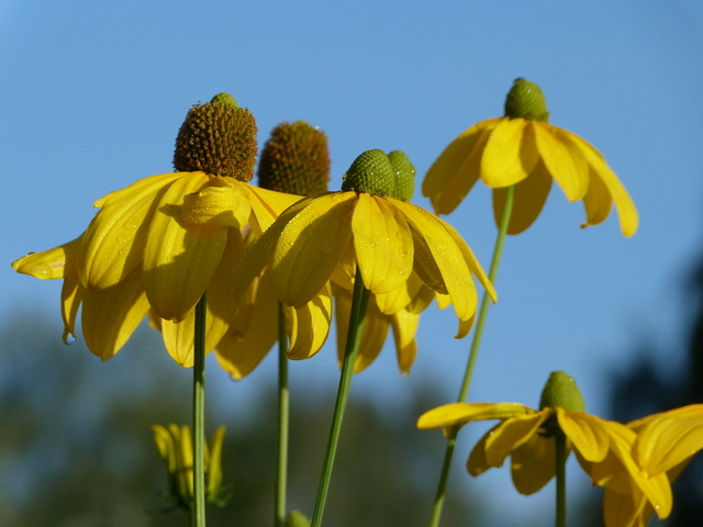Rudbeckia