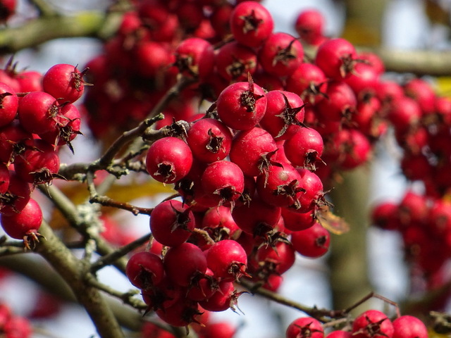Beeren