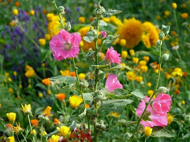 Gartenblumen