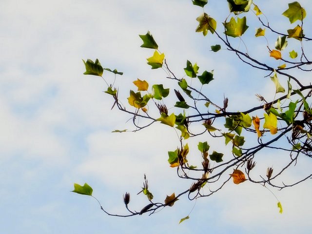 Blätter im Wind