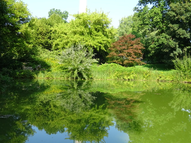 Grüner Teich mit Spiegelung