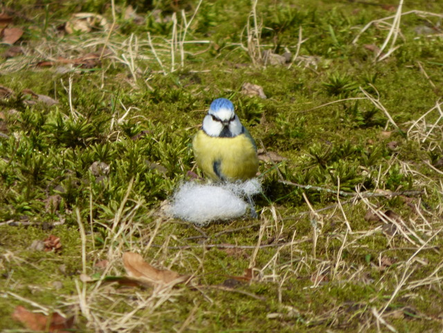Blaumeise