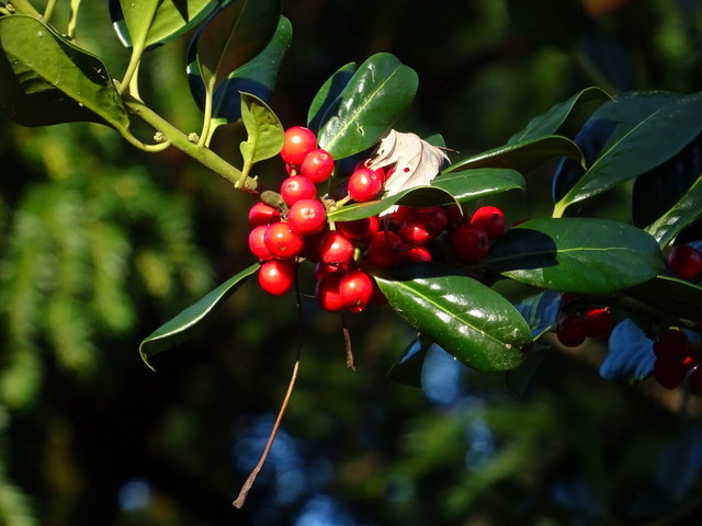 Beeren