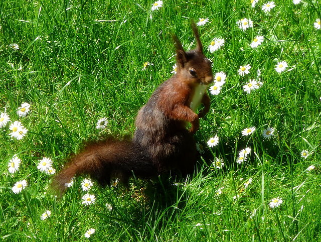 Eichhörnchen