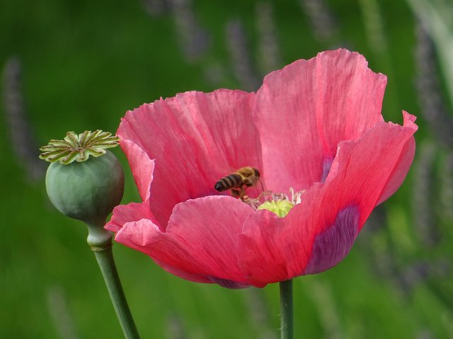 Mohn