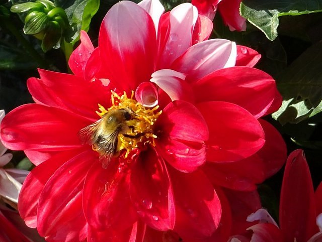 Dahlie mit Hummel