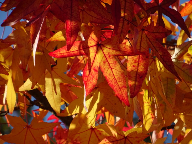 Amberblätter am Baum