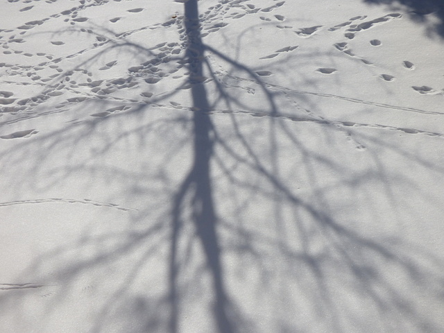Schatten und Spuren im Schnee