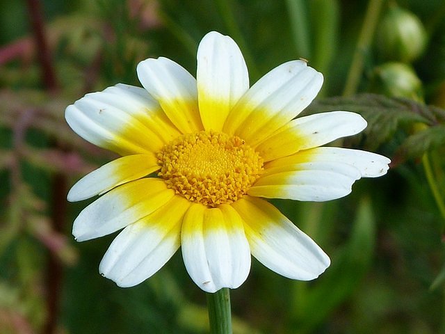 Spiegelei