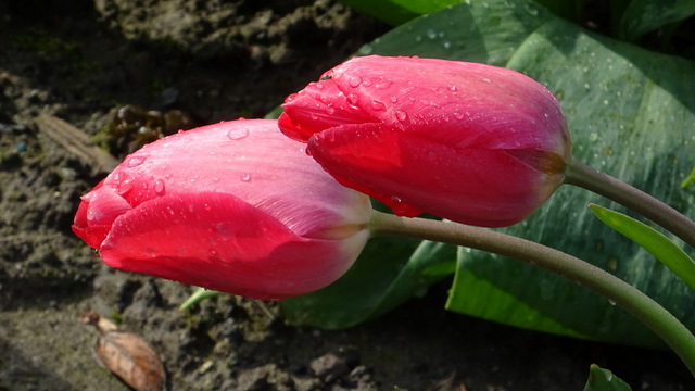 Wollte nicht Der Frühling kommen?