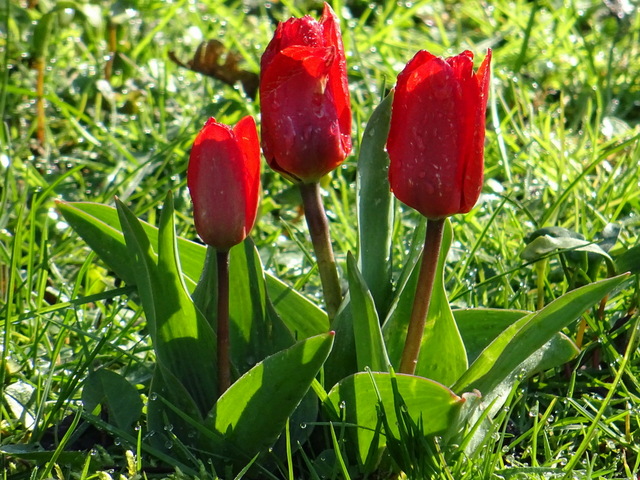 Tulpen