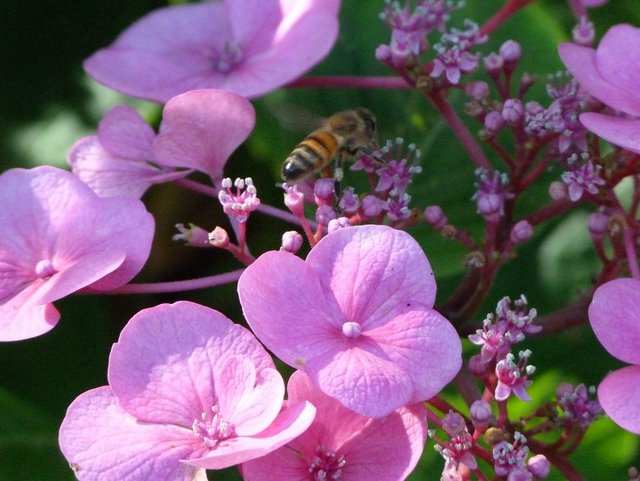 Tellerhortensie und Biene
