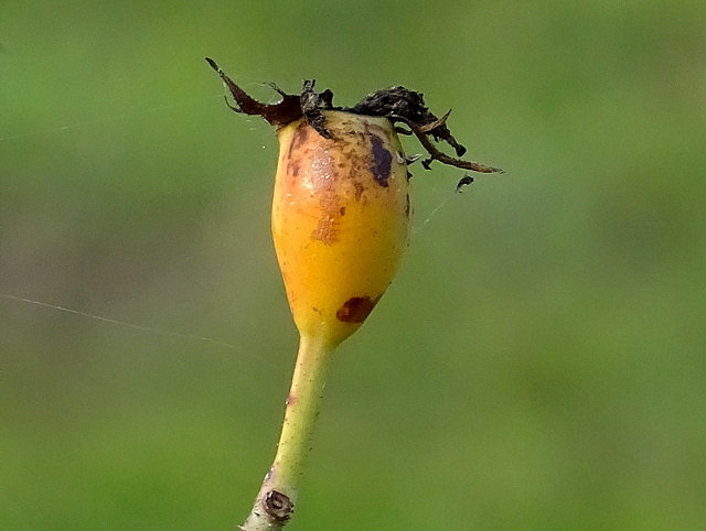 Hagebutte einer Rose