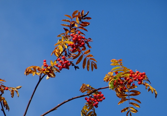 Beeren
