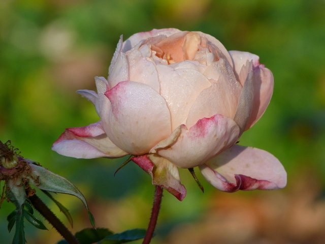Novemberrose