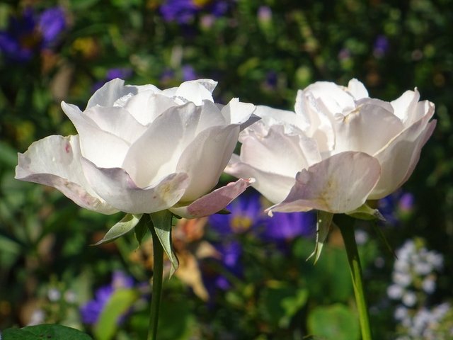 Weiße Rosen