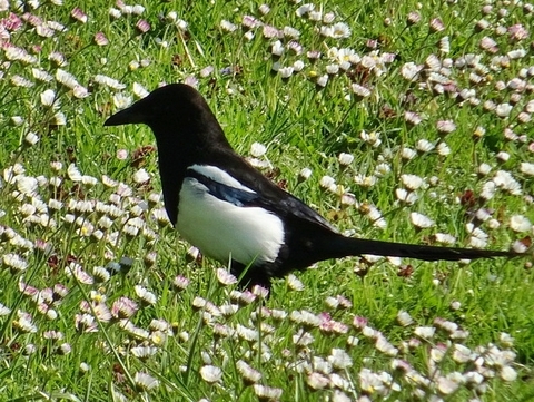 Elster inmitten von Gänseblümchen