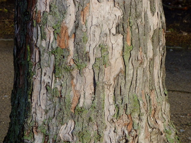 Baumrinde