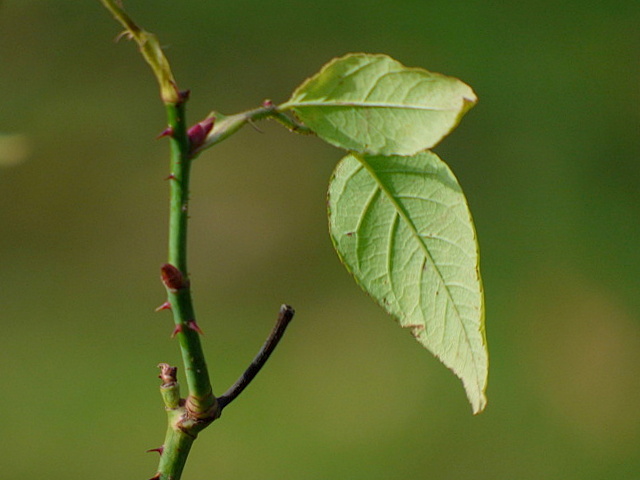 Rosenblätter