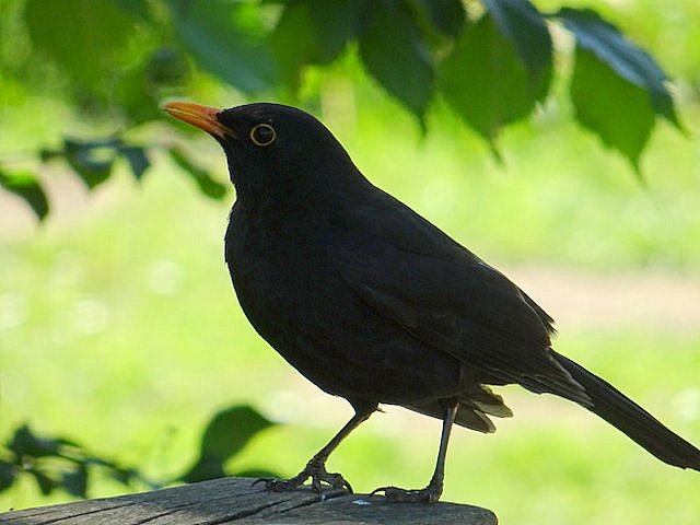 Amsel