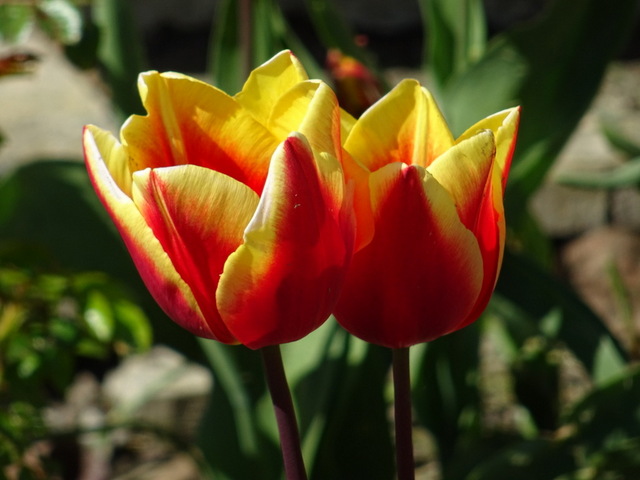 Tulpen