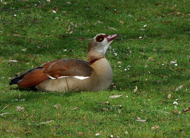 Nilgans