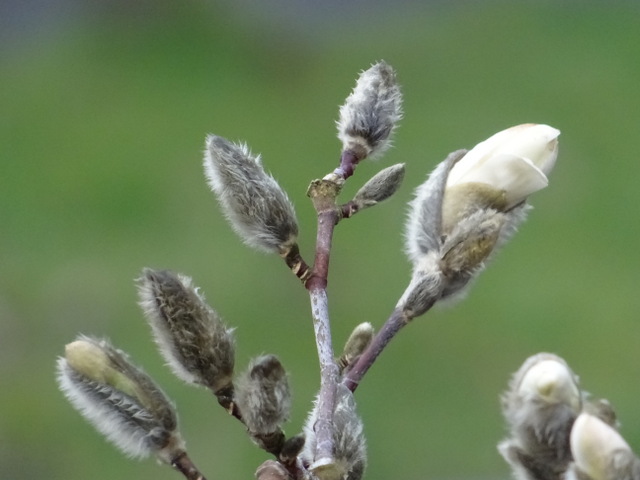Geburt einer Sternmagnolie