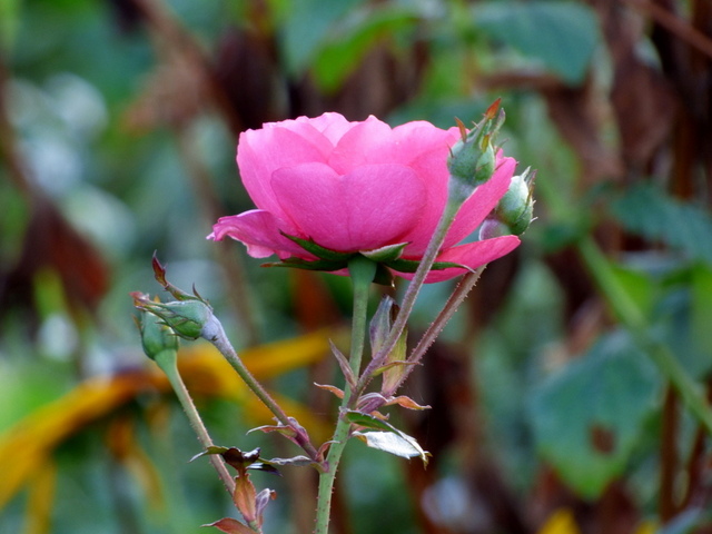 Novemberrose