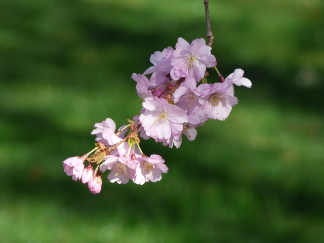 Japanische Kirschblüten
