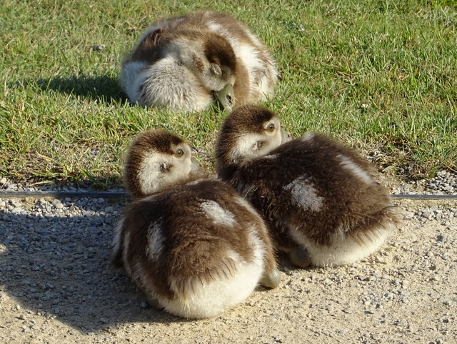 Nilgänslein