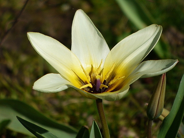 Tulpe