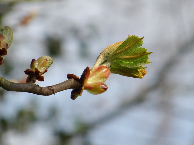 Knospen vom Kastanienbaum