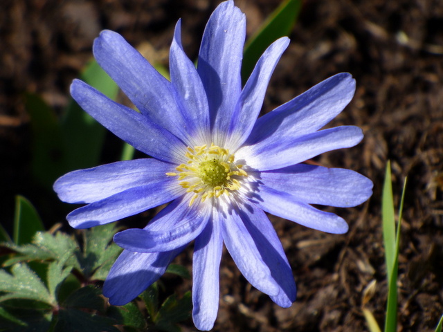 Blaues Blümchen
