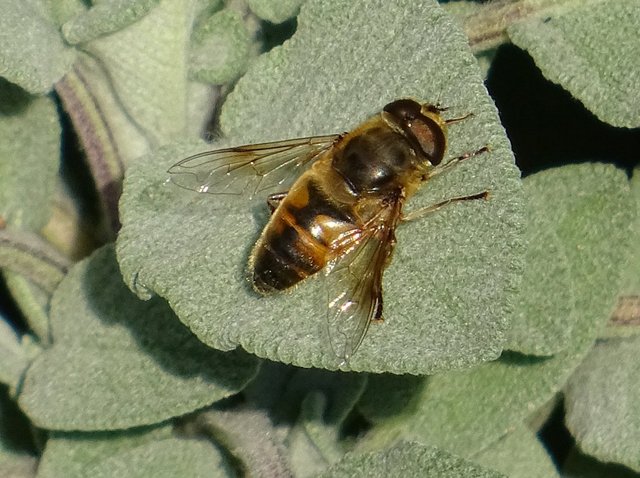 Schwebfliege