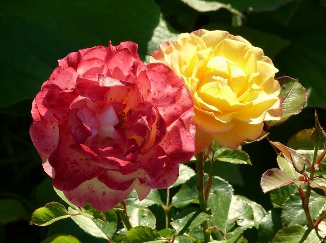 Rosen