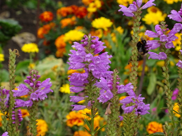Farben des Herbstes