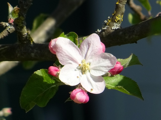 Apfelblüte