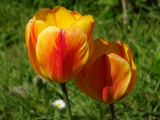 Tulpen