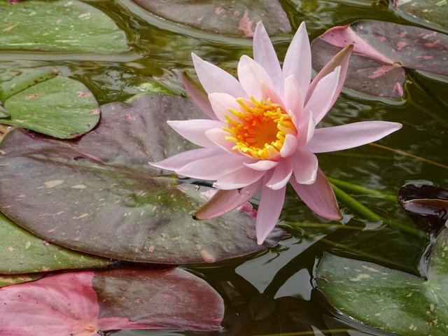 Seerose