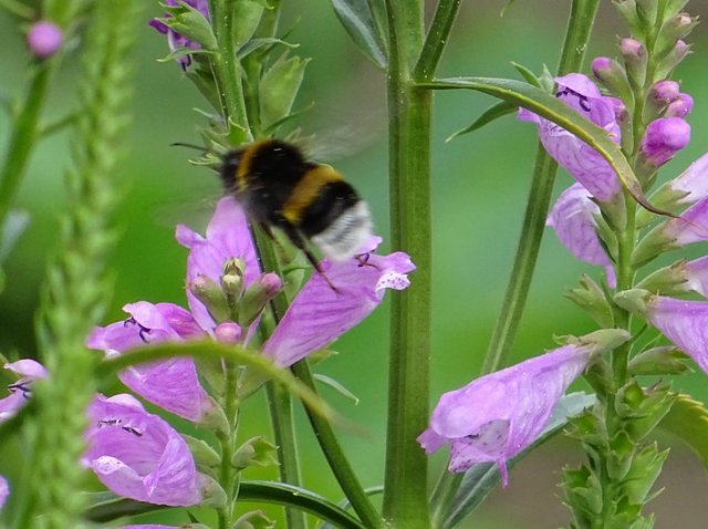 Hummel