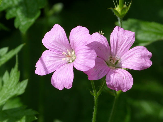 Zarte kleine Blümchen