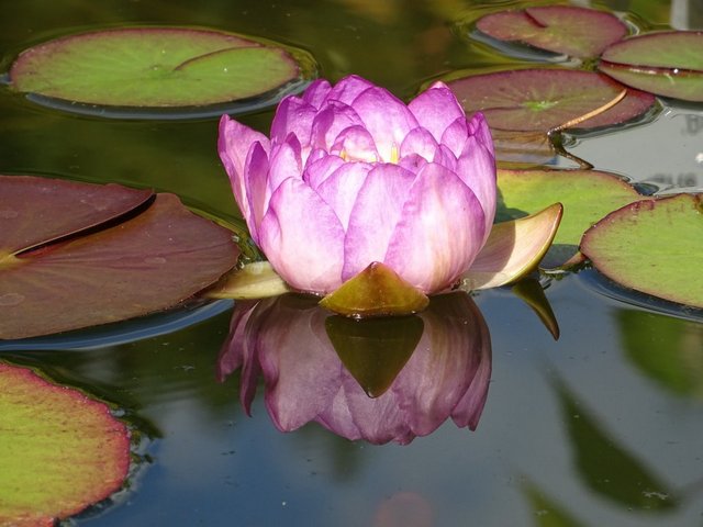 Seerose