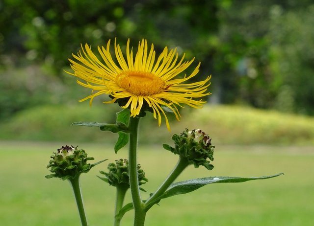 Blüte