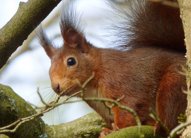Eichhörnchen im Baum